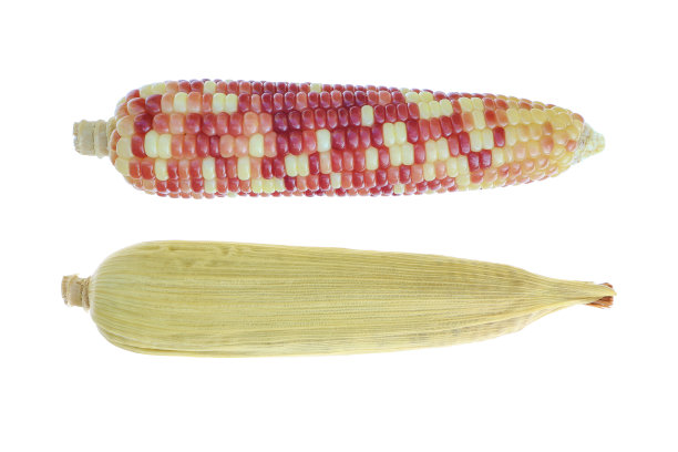 新鲜彩色玉米白色背景图片下载