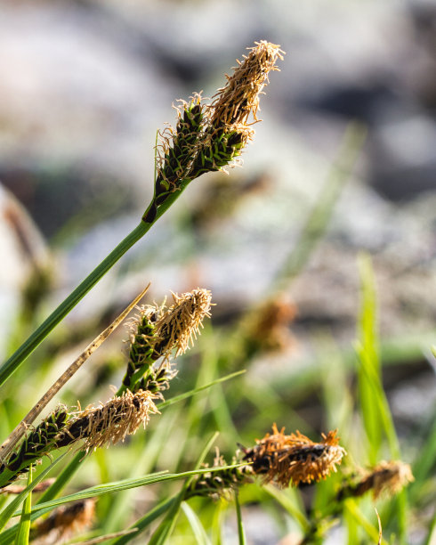 苔属植物物种图片下载