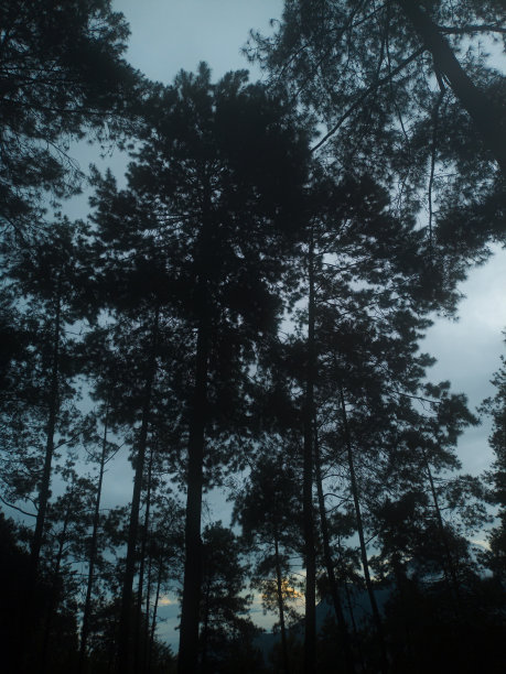 树木和日出的景色图片下载