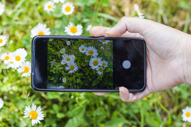一个女人拿着手机在田野里拍美丽的雏菊花的特写镜头图片下载