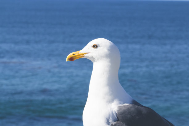 一只白色和灰色的海鸥在水面附近的特写镜头图片下载