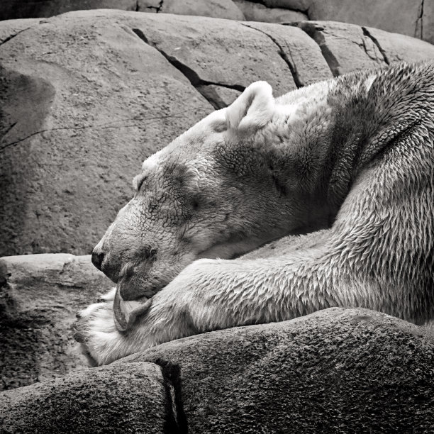 动物园里一只毛茸茸的北极熊睡在岩石上的特写灰度图图片下载