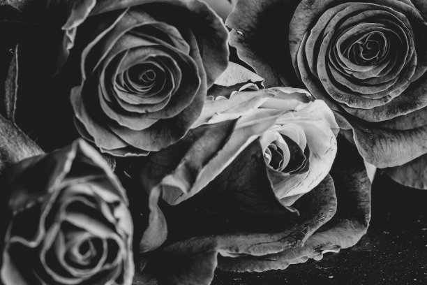 美丽的玫瑰盛开的灰度照片图片下载