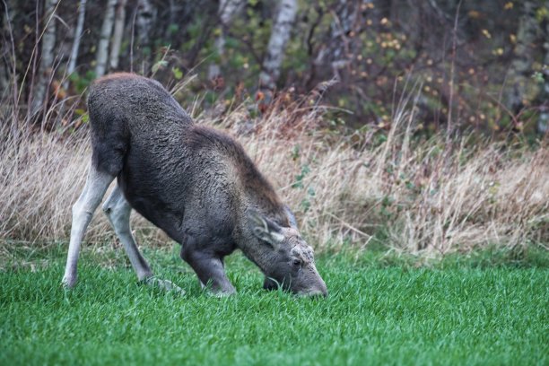 单个孤立驼鹿麋鹿Alces Alces图片下载