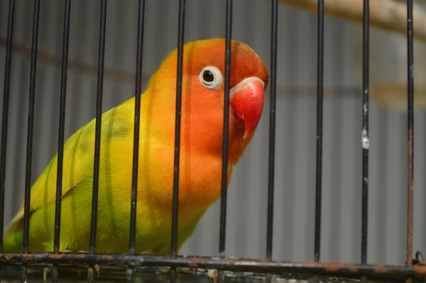 一种戴着菲舍尔眼镜的爱鸟，学名为Agapornis fishi，羽毛有红色、橙色、黄色和绿色，是许多爱鸟人士饲养的鸟类之一。图片下载