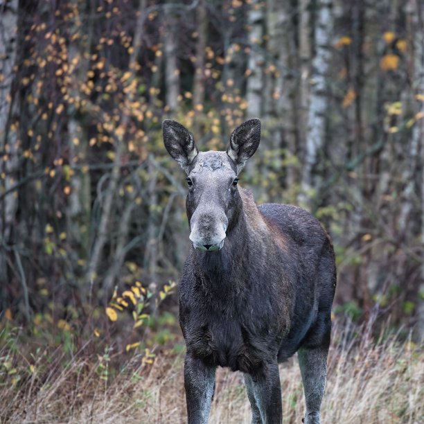 单个孤立驼鹿麋鹿Alces Alces图片下载