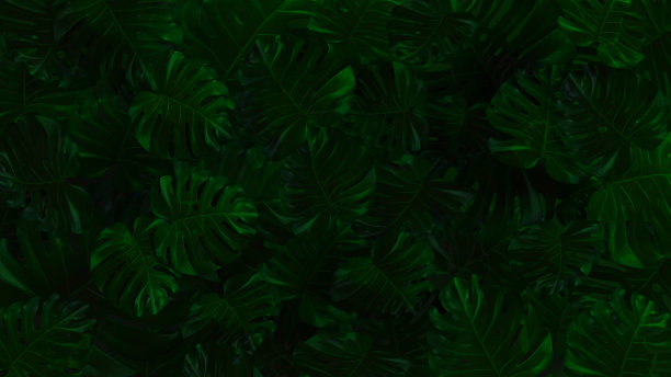 热带树叶，抽象的绿叶纹理，自然背景。大叶莲叶-热带森林植物。图片下载