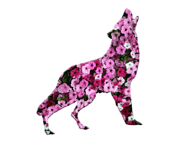 3d插图花花玫瑰雏菊弗洛拉狼图片下载