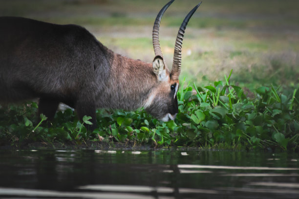 美丽的照片，一只大普通水羚试图喝从奈瓦沙湖，肯尼亚图片下载