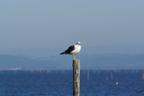 海鸥栖息在海边树桩上的美丽照片图片下载