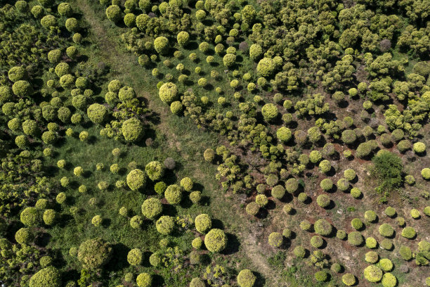 圆形植物形状的排列图片下载