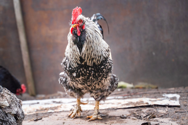 一只漂亮的公鸡近距离地看着画框图片下载