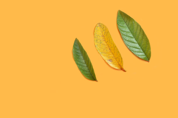 图案番石榴叶孤立在橙色背景图片下载