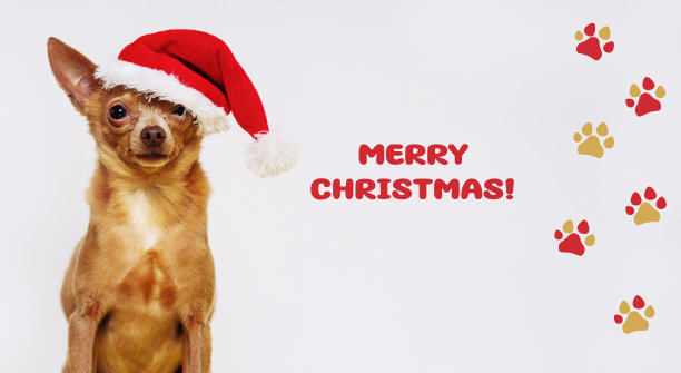 戴着圣诞帽，带有“圣诞快乐”字样的狗图片下载