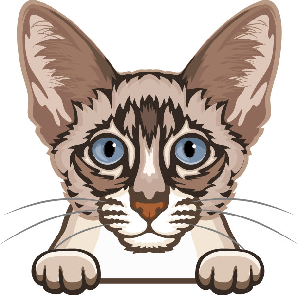 巴厘猫，颜色窥视猫，猫图片下载