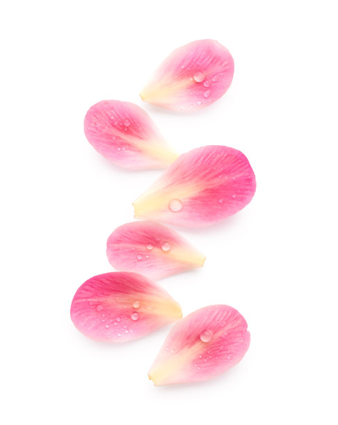 牡丹花瓣孤立在白色上图片下载