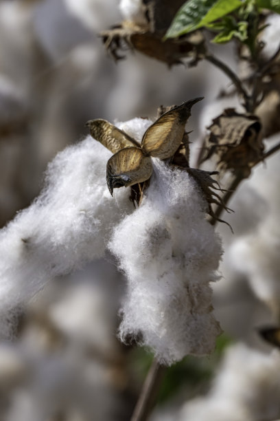 棉花采摘：以色列棉花枝头上的成熟棉铃图片下载