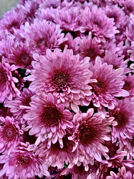 粉红色的菊花图片下载