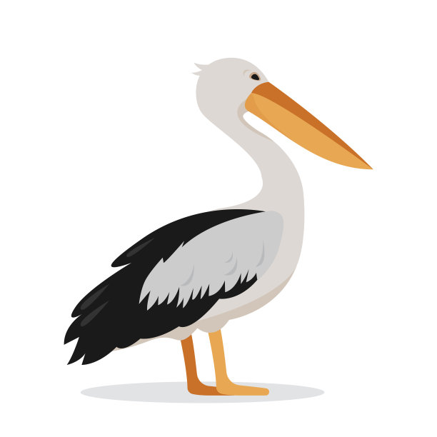 优雅的白色鹈鹕鸟孤立在白色背景上。鹈鹕图标。观鸟和自然的概念图片下载