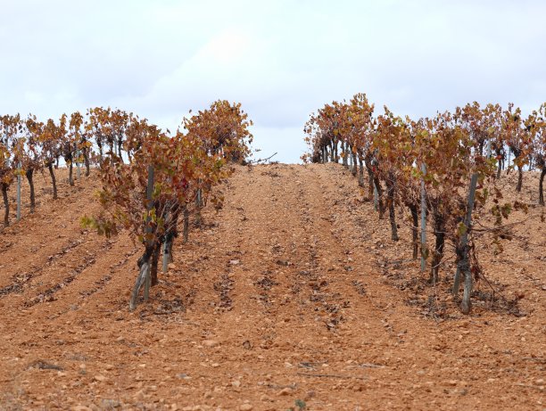 西班牙葡萄园。新作物。农业。葡萄栽培。葡萄园Castilla la Mancha。放弃了西班牙。被掏空的西班牙图片下载