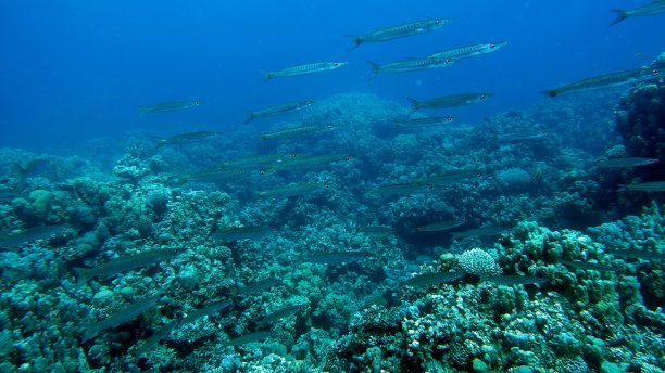 红海珊瑚礁上美丽的鱼。图片下载