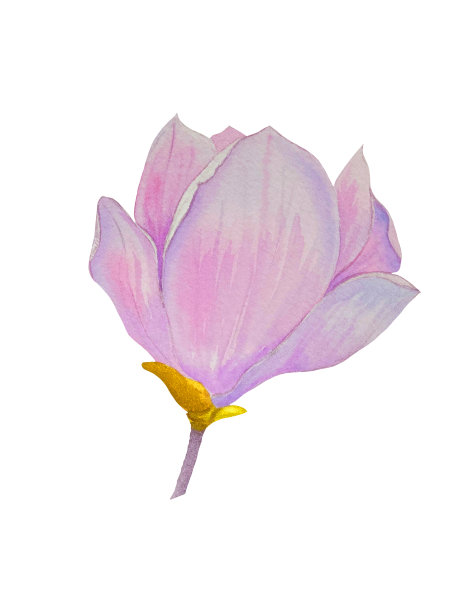 白底玉兰花蕾图片下载