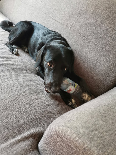 一只黑色的狗躺下玩玩具，库存照片图片下载