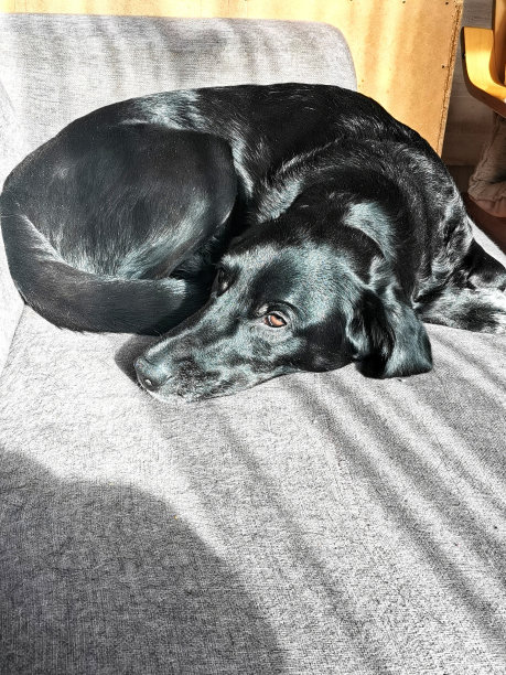 一只黑狗躺着享受阳光，库存照片图片下载