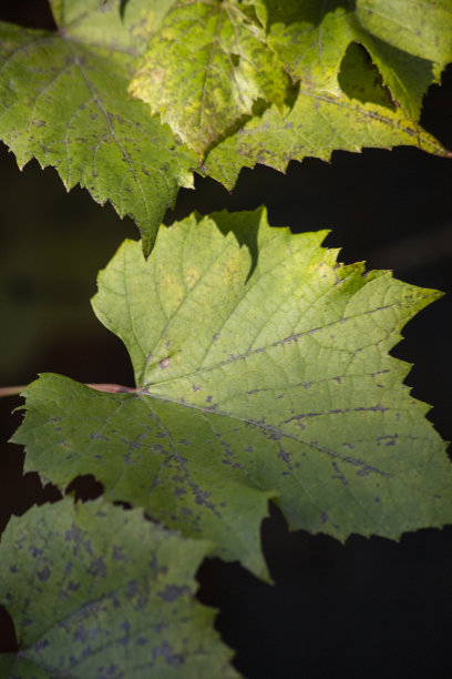 绿色葡萄叶，深色背景。图片下载