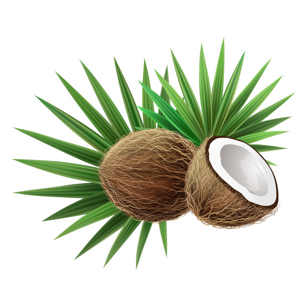 椰子和棕榈叶。椰树和丛林树枝。热带植物。图片下载