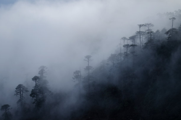 在浓雾笼罩下的山上的森林景观-一个很酷的背景图片图片下载