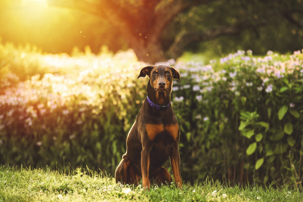 野外的棕色杜宾犬小狗和日落图片下载