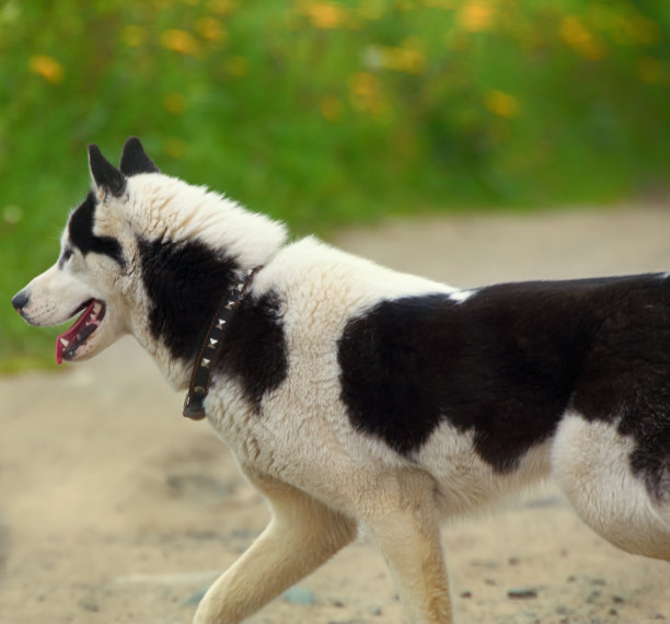 夏天在乡下的宠物狗哈士奇图片下载