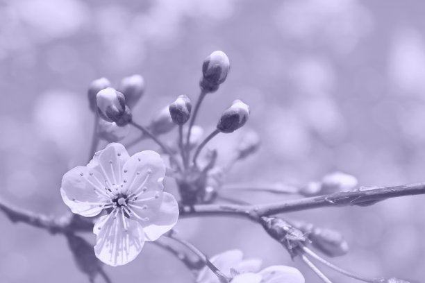 2023年度数字薰衣草色。小簇的樱花。照片采用了2023年的潮流色彩。图片下载