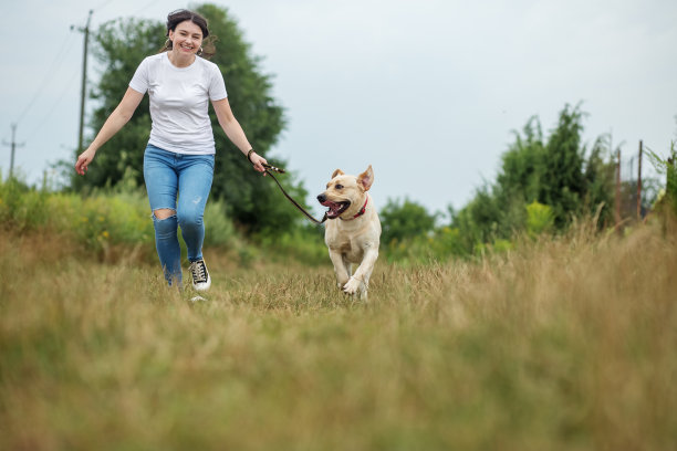 一只顽皮的小狗在绿色的草地上活动。玩宠物，宠物概念。图片下载