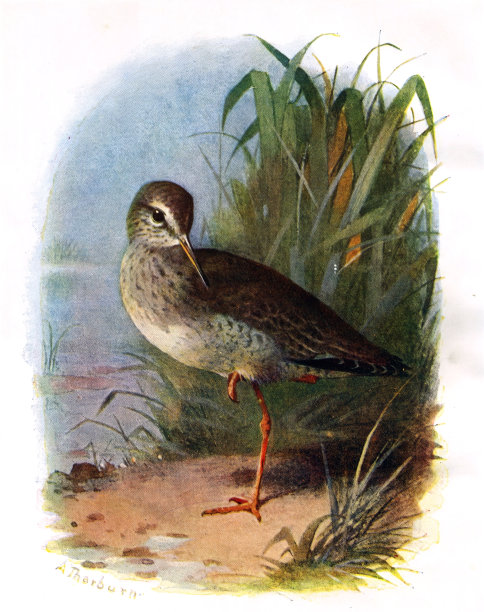红脚鸟19世纪彩色插图图片下载