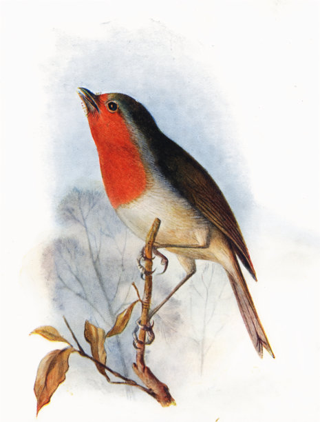 罗宾·伯德19世纪彩色插图图片下载