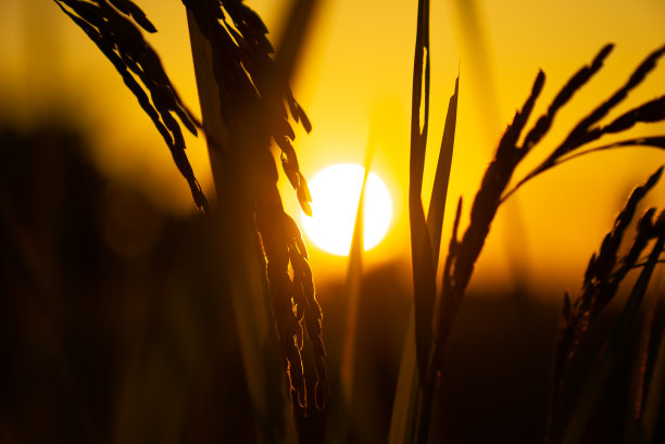 夕阳天空背景下种植的稻田图片下载