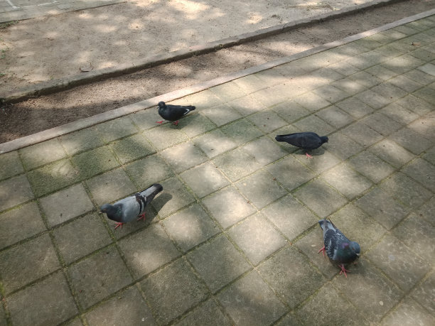 鸽子在公园里吃种子图片下载