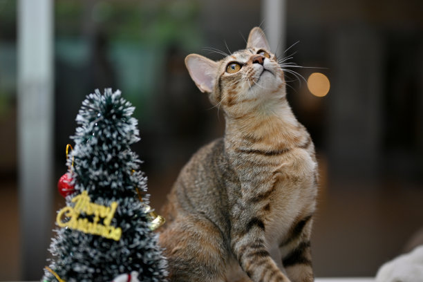 可爱的家养虎斑猫和小圣诞树。特写图片。动物和特殊节日图片下载