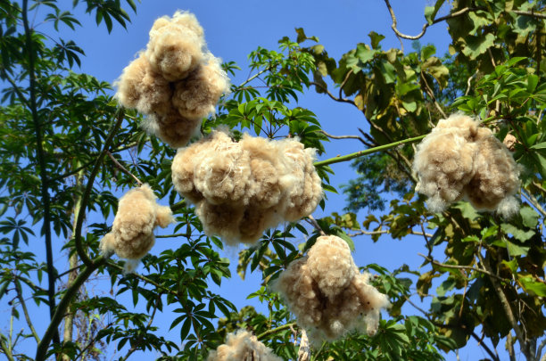 木棉纤维水果图片下载