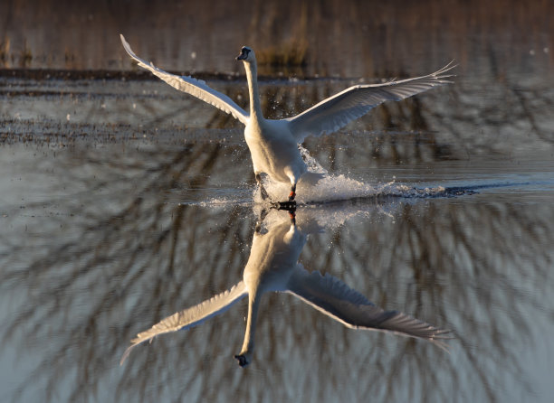 一只美丽的白天鹅飞过湖面的特写镜头图片下载