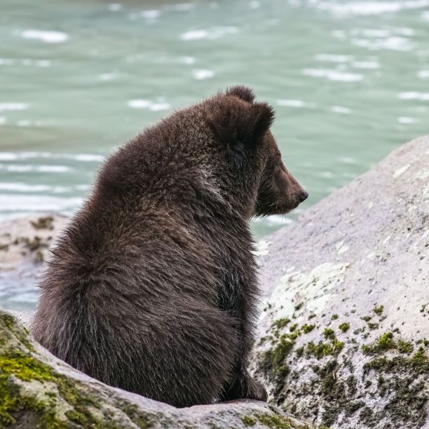 阿拉斯加的一只小灰熊图片下载