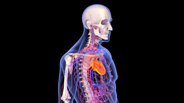 三维渲染的人体全身x光与心脏高光图片下载