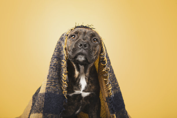 一只有趣的小狗的特写，上面盖着一条羊毛毯子，孤立在黄色背景上图片下载