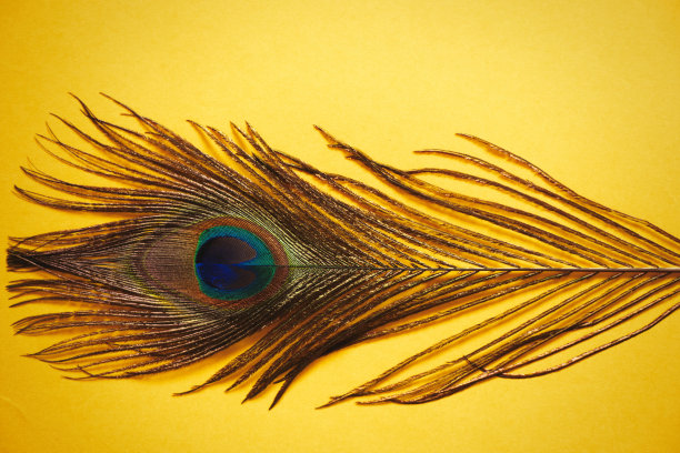 孔雀羽毛上一个孤立的彩色背景，创意，墙纸背景图片下载