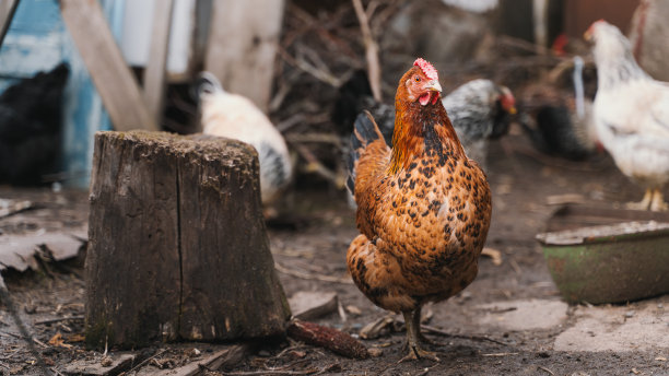 一只棕色的鸡站在树桩旁边，看起来若有所思图片下载