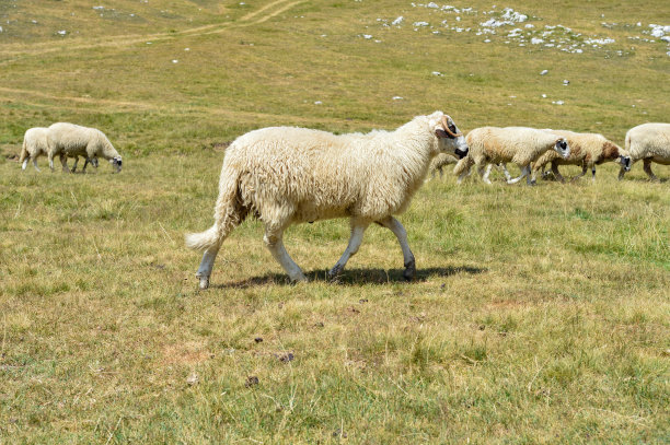 羊群在绿色的田野里成群结队。黑山的Durmitor山图片下载