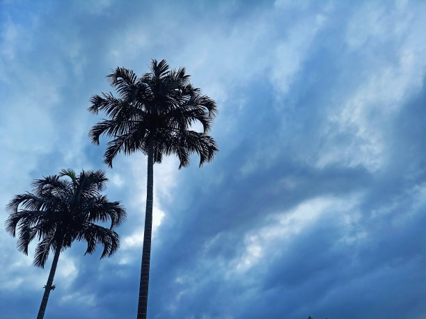 两棵棕榈树图片下载