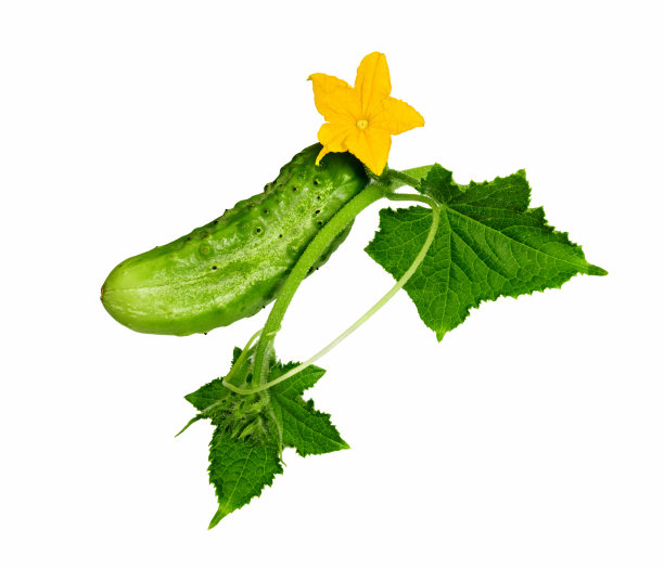 黄瓜离体在白色上。图片下载